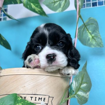 アメリカンコッカースパニエル【大阪府・男の子・2024年1月9日・ホワイト&ブラック】の写真「どこから撮っても絵になる完璧な男の子💕」