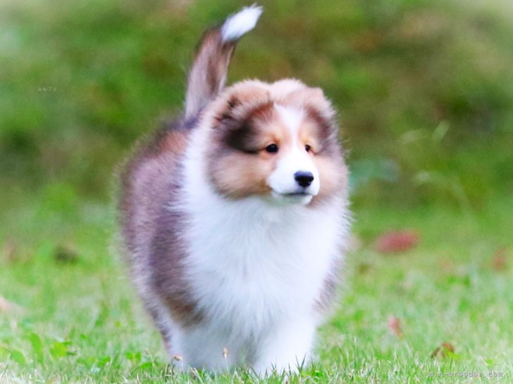 2024年産まれの子犬です｜木代　ゆかり(きしろ　ゆかり)ブリーダー(神奈川県・シェットランドシープドッグ・JKC登録)の紹介写真10