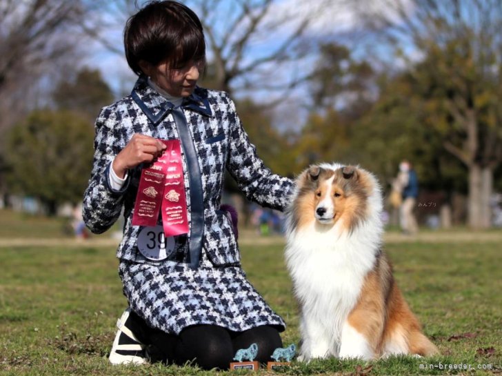JCC GCH　2023年産まれの女の子　｜木代　ゆかり(きしろ　ゆかり)ブリーダー(神奈川県・シェットランドシープドッグ・JKC登録)の紹介写真6