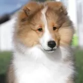 シェットランドシープドッグ