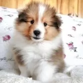 シェットランドシープドッグ
