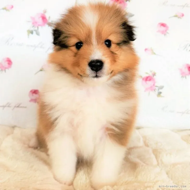 ID:2305-02073の子犬