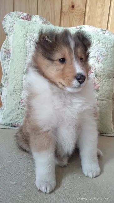 ID:1703-00602の子犬