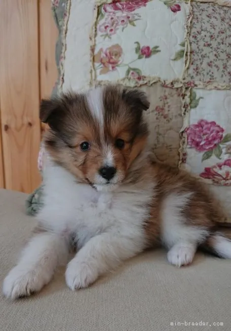 ID:1805-01493の子犬