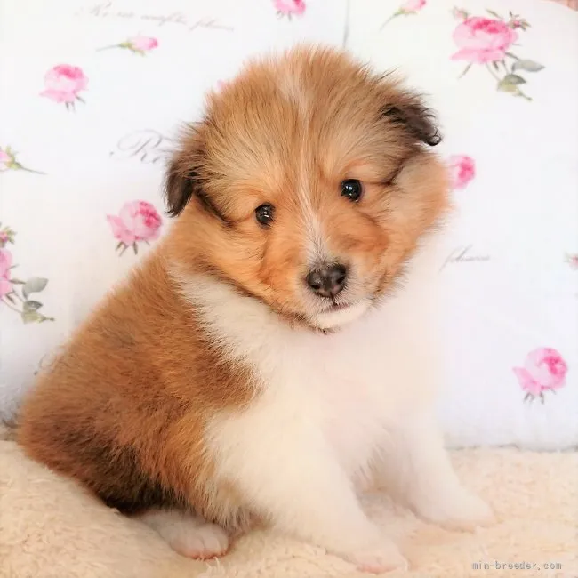 ID:2202-04061の子犬