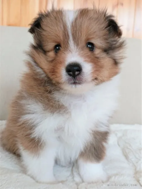 M.N 様のお迎えした子犬