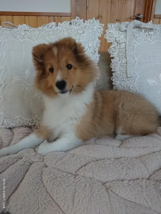 ID:2008-00405の子犬