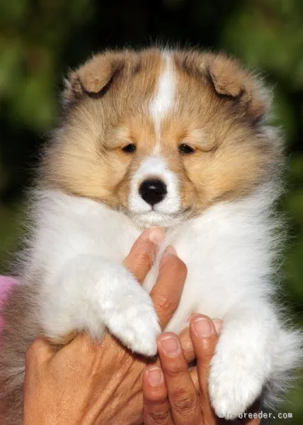 ID:1511-00357の子犬