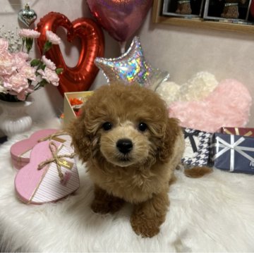 トイプードル(トイ)【岡山県・男の子・2024年12月8日・アプリコット】の写真「おとぼけ顔の癒し系です」