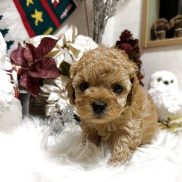 トイプードル(タイニー)【岡山県・女の子・2025年11月9日・クリーム】の写真「人間大好き！明るい娘♡」