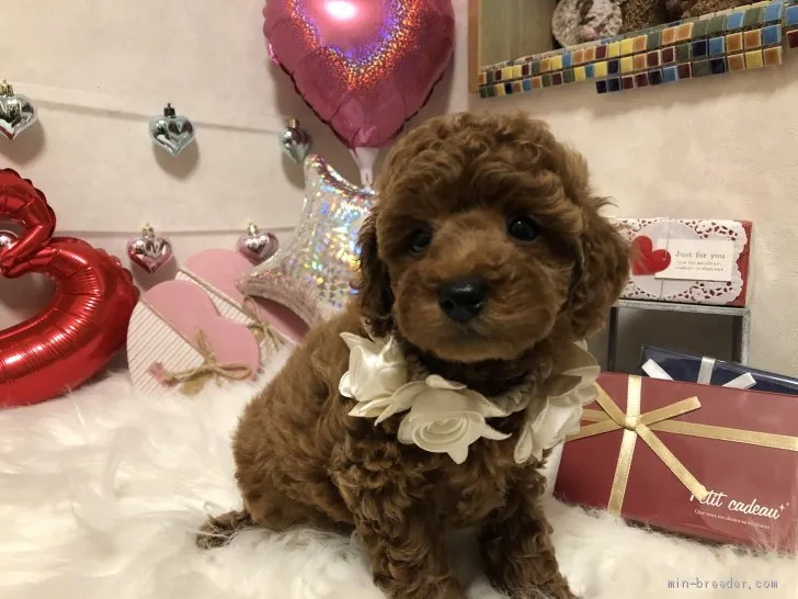 ID：2001-02641の子犬