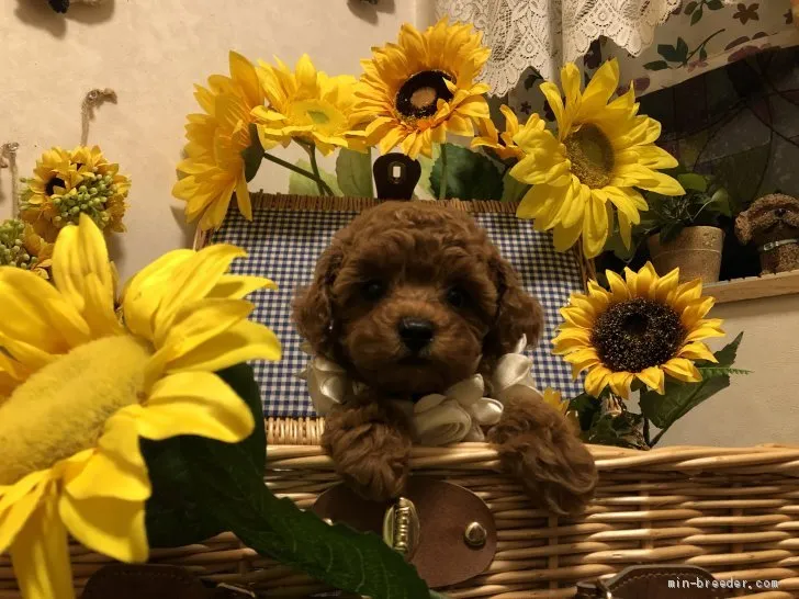 ID：2007-00004の子犬