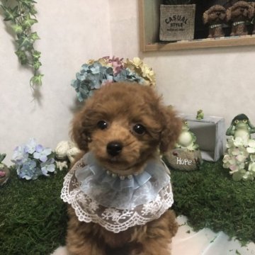 トイプードル(タイニー)【岡山県・男の子・2023年1月13日・レッド】の写真「訳アリ価格になりました！」