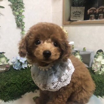 トイプードル(タイニー)【岡山県・男の子・2023年1月13日・アプリコット】の写真「可愛いのに大幅値下げしました！早い者勝ちです」