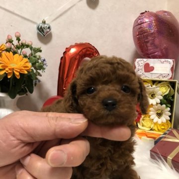 トイプードル(タイニー)【岡山県・女の子・2023年1月13日・レッド】の写真「最高に毛質の良い子です！」