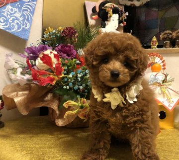 トイプードル(トイ)【岡山県・男の子・2021年10月10日・レッド】の写真「毛量が多く抜群に毛質の良い子です！」
