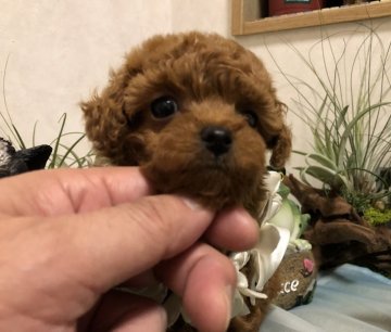 トイプードル(タイニー)【岡山県・女の子・2021年5月2日・レッド】の写真「顔が小さくて　鼻も小さくて上品なお顔をしています」