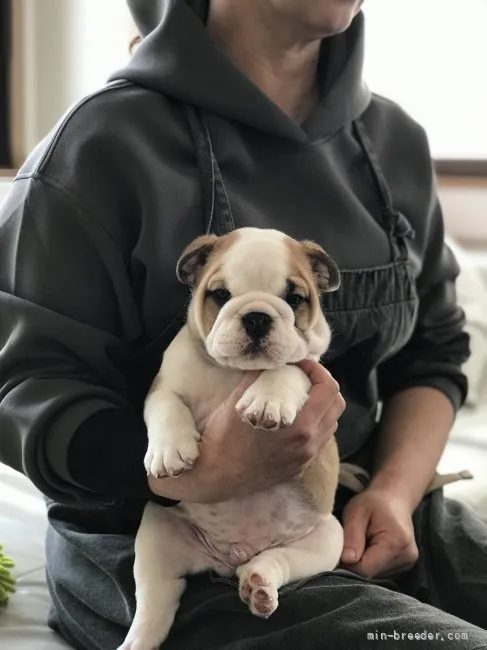 N.T 様のお迎えした子犬