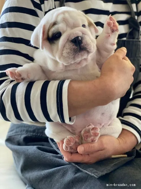 ID：2105-00016の子犬