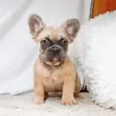 フレンチブルドッグ【奈良県・女の子・2025年7月5日・ブルーフォーン フラッフィー】の写真10