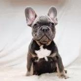 フレンチブルドッグ【奈良県・男の子・2025年8月27日・ブルータン】の写真11