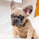 フレンチブルドッグ【奈良県・女の子・2025年7月5日・ブルーフォーン フラッフィー】の写真12