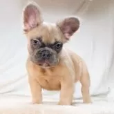 フレンチブルドッグ【奈良県・女の子・2025年7月5日・ブルーフォーン フラッフィー】の写真13