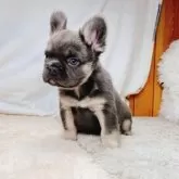 フレンチブルドッグ【奈良県・男の子・2025年8月28日・ブルータン フラッフィー】の写真14