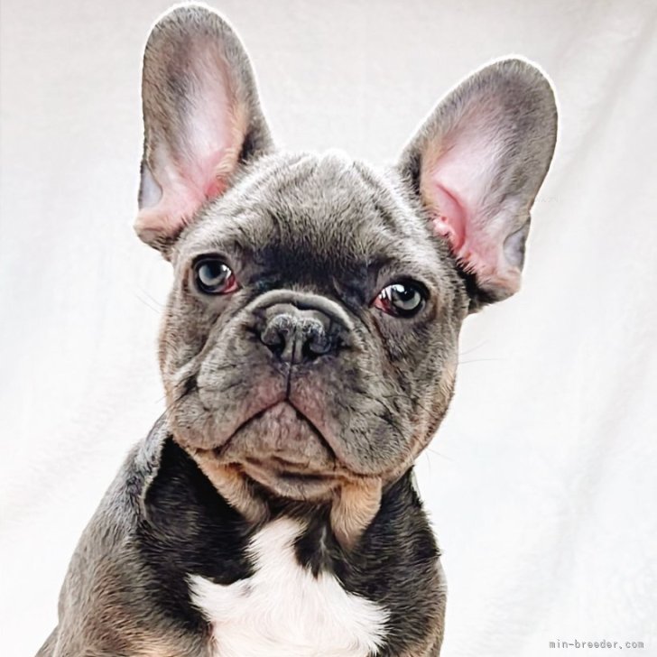 ブリーダー画像