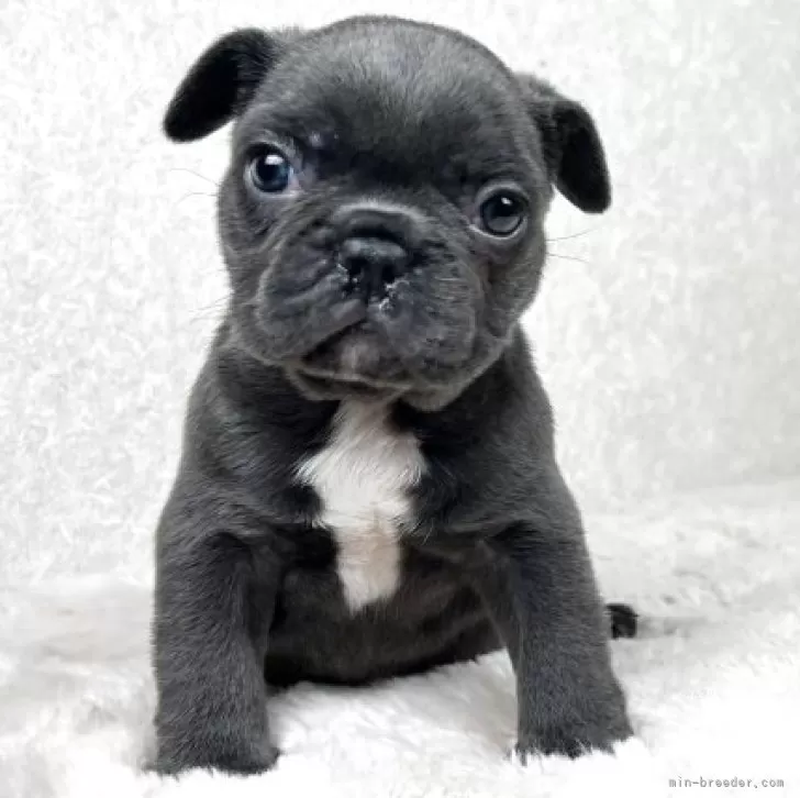 Y.U 様のお迎えした子犬