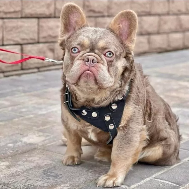 ID:2503-06821の子犬