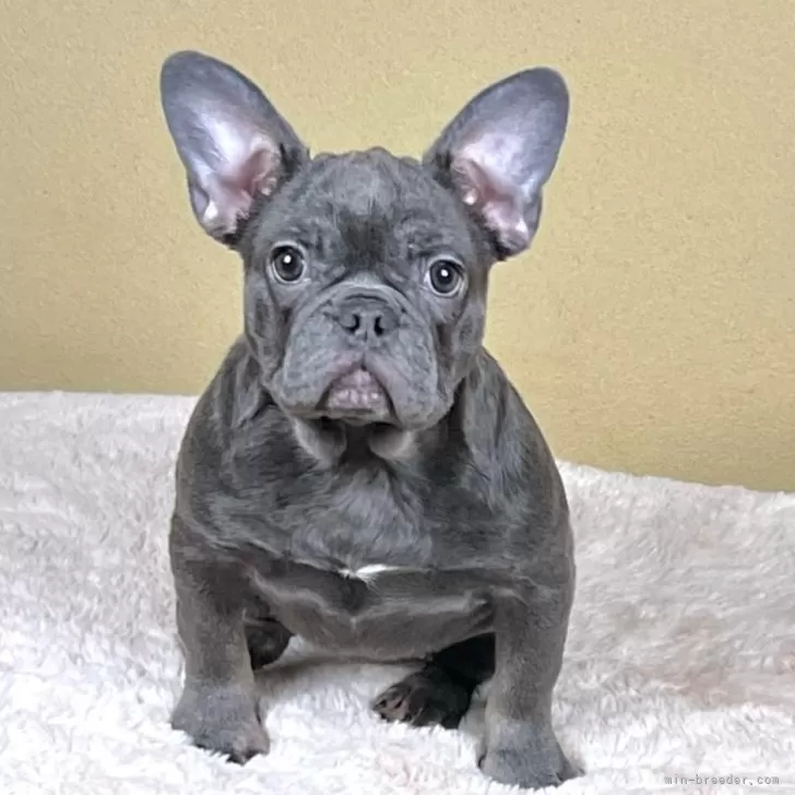 A.N 様のお迎えした子犬