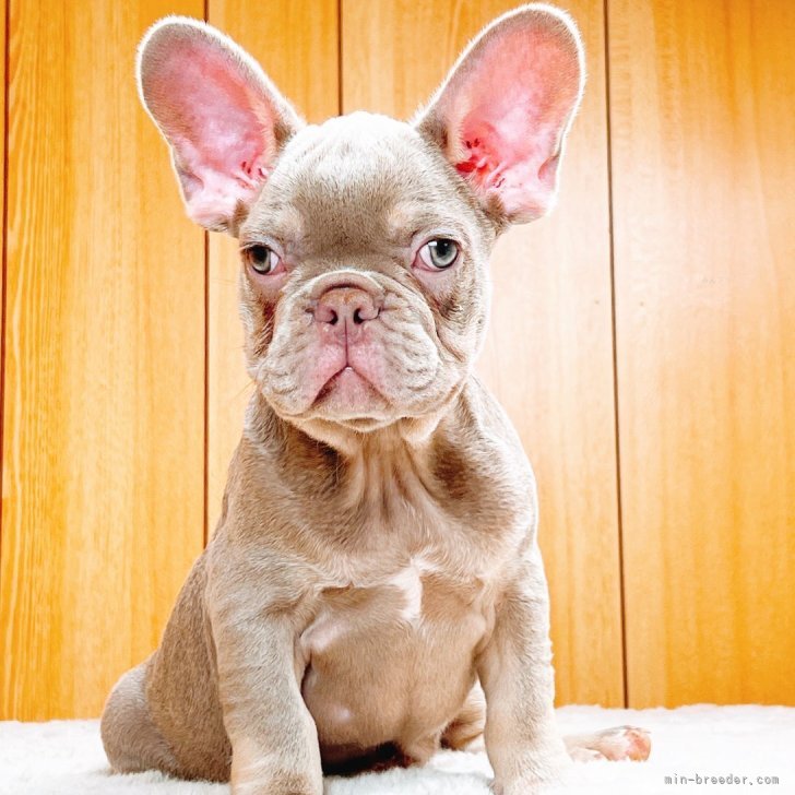 ブリーダー画像