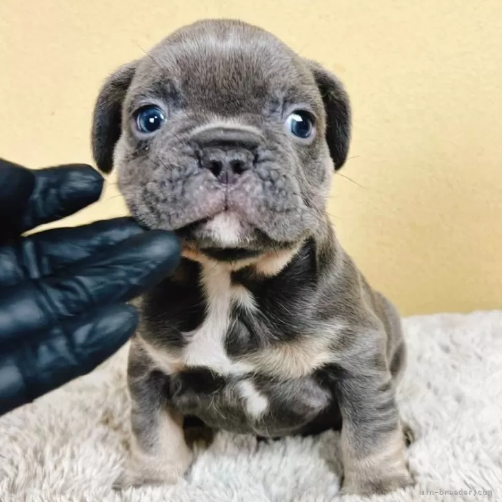 ひろちゃんず 様のお迎えした子犬