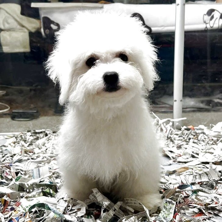 ブリーダー画像