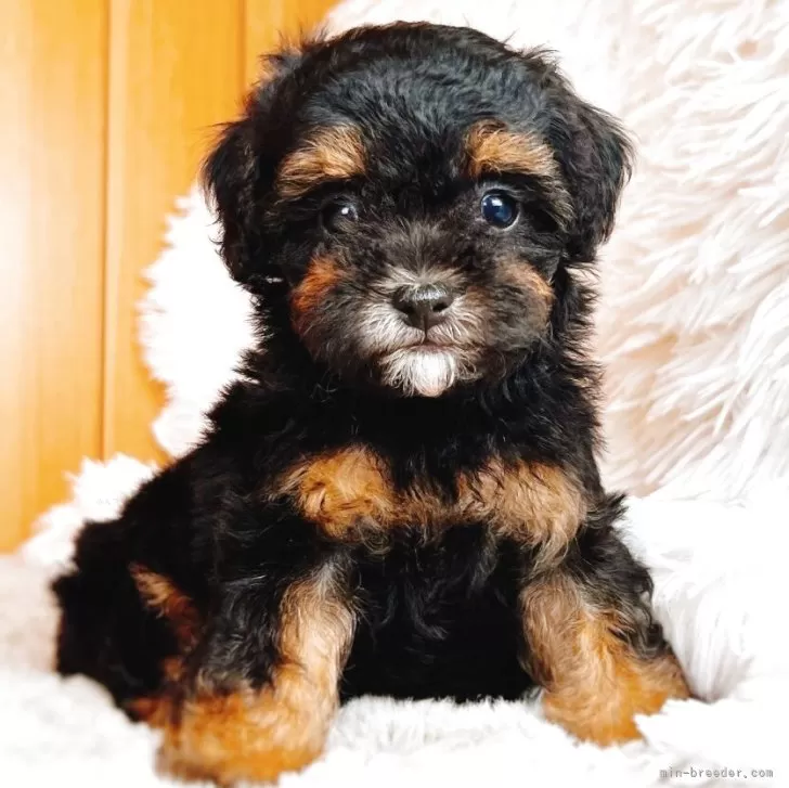 うりちょび 様のお迎えした子犬