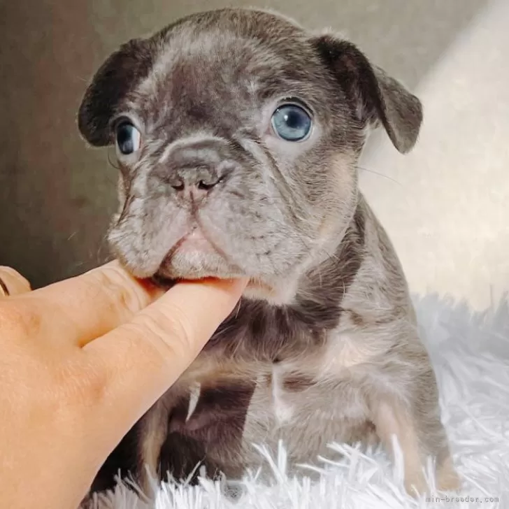 ID：2501-00532の子犬