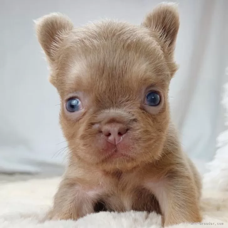 K.F 様のお迎えした子犬