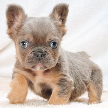 フレンチブルドッグ【奈良県・男の子・2025年8月28日・ブルータン フラッフィー】の写真「人懐っこくん可愛い長毛ふわふわ感」