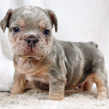 フレンチブルドッグ【奈良県・男の子・2025年10月2日・ライラックマールタン】の写真「希少なライラックマールタンの美しいフレンチ」