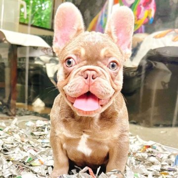 フレンチブルドッグ【奈良県・男の子・2025年3月5日・イザベラ•タン】の写真「【希少】元気いっぱい甘えん坊」
