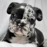 フレンチブルドッグ