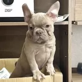 フレンチブルドッグ