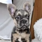 フレンチブルドッグ