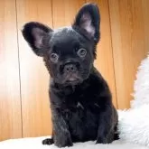 フレンチブルドッグ