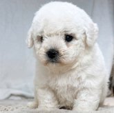 ビションフリーゼ