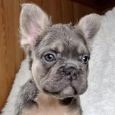 フレンチブルドッグ