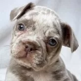 フレンチブルドッグ