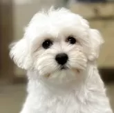 ビションフリーゼ