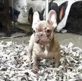フレンチブルドッグ